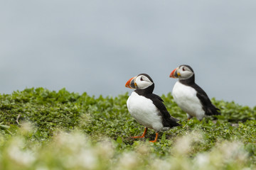Papageitaucher (Fratercula arctica), Farne Islands, Northumberla
