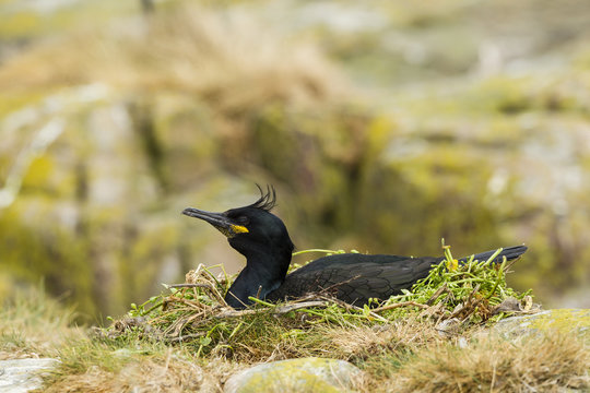 Kr&auml;henscharbe (Phalacrocorax aristotelis), Farne Inseln, Northu