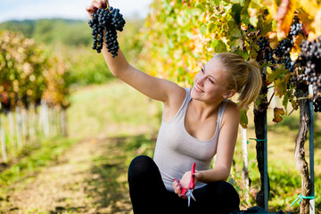 Beautiful young blonde woamn harvesting grapes in vineyard