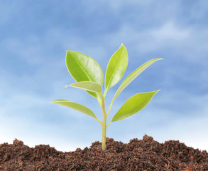 young plant new life