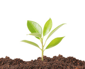 young plant new life