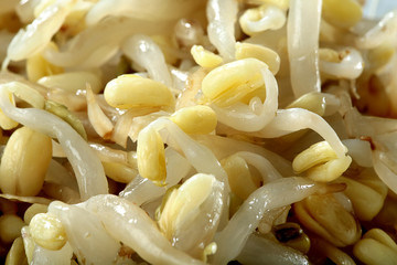 soybean sprouts with oil macro background