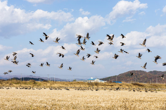 South Korea's migratory geese