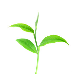 Tea leaves with white background