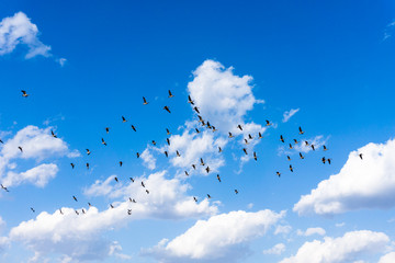 South Korea's migratory geese
