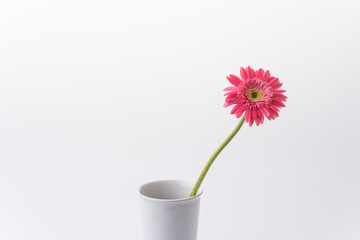 Pink gerbera flower