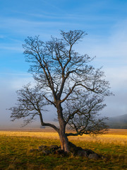 Solitary tree in autumn time