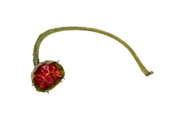 Residue of red hot pepper isolated