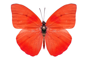 red butterfly