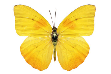 yellow butterfly