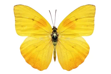 Crédence de cuisine en verre imprimé Papillon yellow butterfly