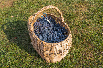 Fototapeta na wymiar Fresh grape in basket