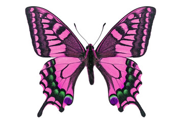 pink butterfly