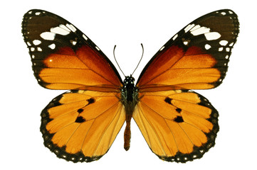 Naklejka premium monarch butterfly