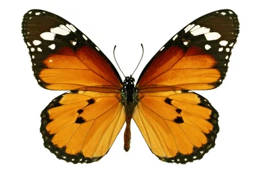 Crédence de cuisine en verre imprimé Papillon papillon monarque