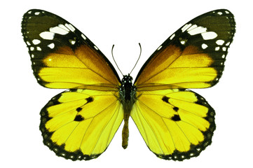 yellow butterfly © thawats