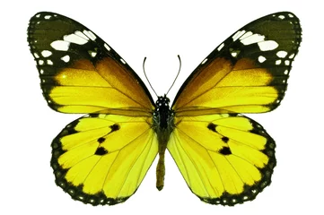 Crédence de cuisine en verre imprimé Papillon yellow butterfly