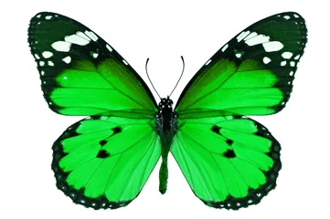Papier Peint photo Lavable Papillon green butterfly