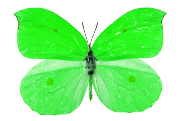 Obraz na płótnie Canvas green butterfly