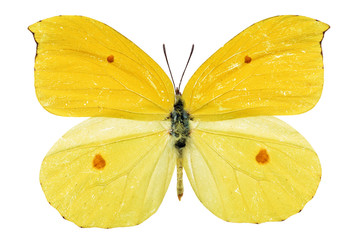 Naklejka premium yellow butterfly