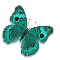 Obraz premium Blue butterfly