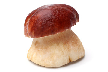 Cep mushroom (Boletus edulis)