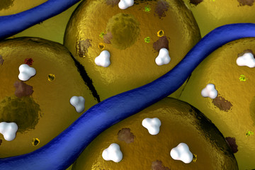 Capillary, fat cells