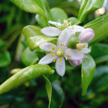 Combava ou combawa, fleur, jardin cr&eacute;ole, La R&eacute;union