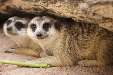 Obraz premium Meerkat