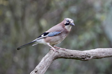 Jay, Garrulus glandarius