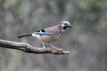 Fototapeta premium Jay, Garrulus glandarius