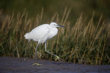 Little egret, Egretta garzetta