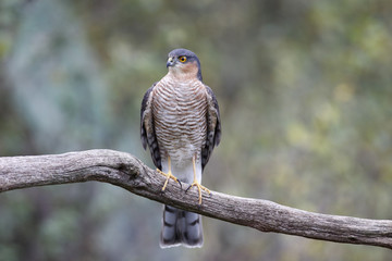 Sparrowhawk, Accipiter nisus