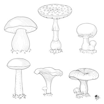 hand drawn mushrooms set