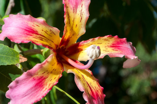 flower Chorisia speciosa