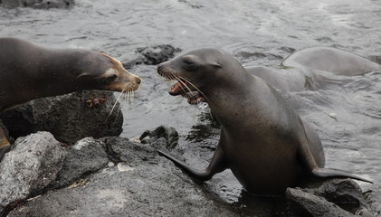 Lobos marinos macho de Galápagos disputando territorio