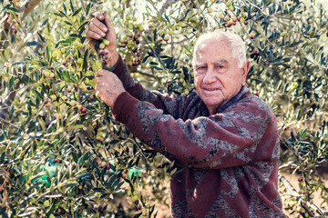 farmer at work with olive tree