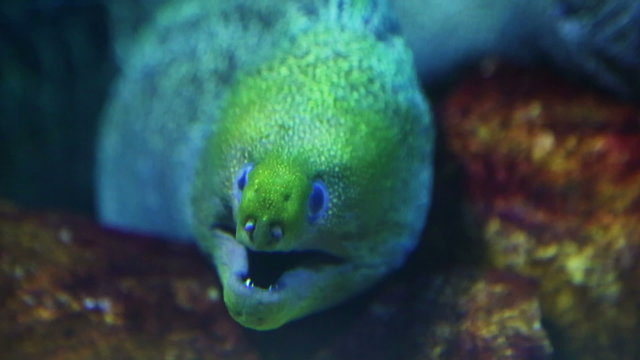 large moray underwater closeup