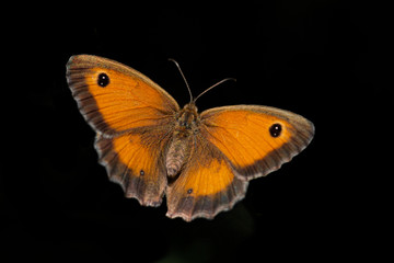 butterfly on black background