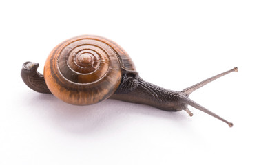 Snail