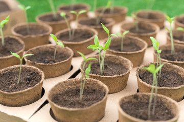 Young Seedlings in jiffy pots