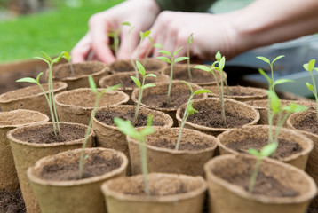 Young Seedlings in jiffy pots