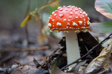 Amanita close up
