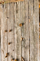 Wooden table with chestnut husks