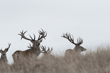 awesome red deer stags