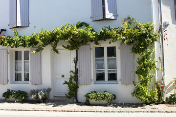 casa con rampicante