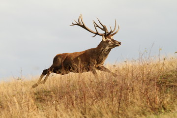 red deer buck running in a clearing