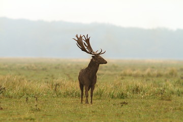 wild fallow deer stag