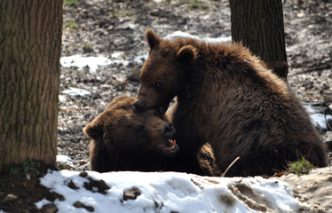 Fototapeta premium bear in winter
