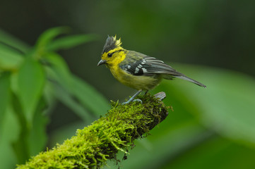 Yellow-cheeked Tit